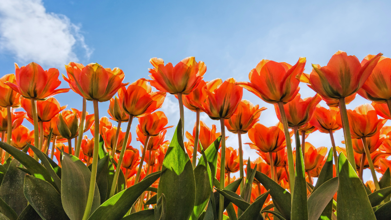 Spring 2026 Attractions and Experiences Around St. Louis | RedKey Realty Leaders